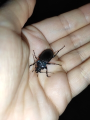 Carabus nemoralis