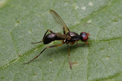 Nemopoda