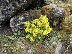 Corydalis