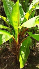 Ensete