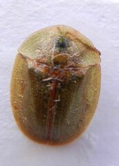 Cassida rubiginosa