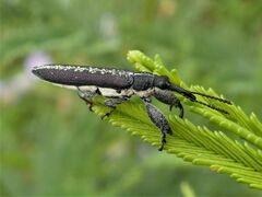 Rhinotia sparsa