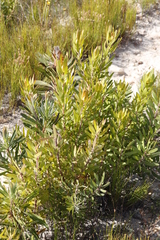 Leucadendron laureolum