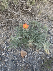 Sphaeralcea grossulariifolia