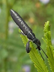 Rhinotia sparsa
