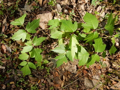Toxicodendron radicans negundo