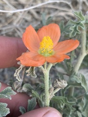 Sphaeralcea grossulariifolia