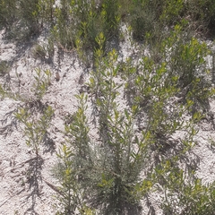 Tessaria absinthioides