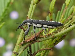 Rhinotia sparsa