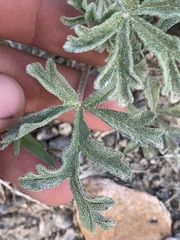 Sphaeralcea grossulariifolia