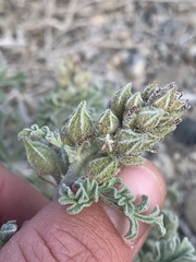 Sphaeralcea grossulariifolia