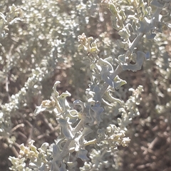 Atriplex