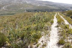 Osteospermum junceum