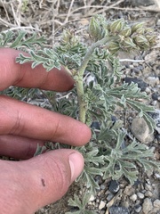 Sphaeralcea grossulariifolia