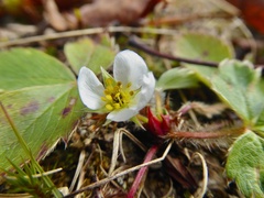 Fragaria virginiana