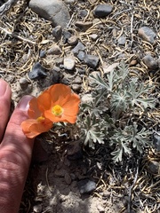 Sphaeralcea grossulariifolia