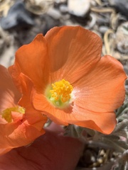 Sphaeralcea grossulariifolia