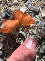 Sphaeralcea grossulariifolia