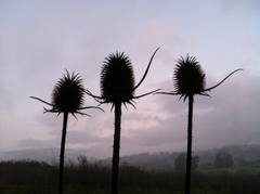 Dipsacus sativus
