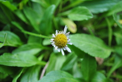 Erigeron galeottii