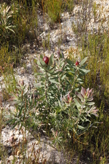 Leucadendron tinctum