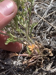 Lepidium montanum owyheense