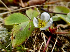 Fragaria virginiana