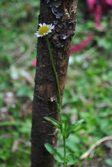 Erigeron galeottii