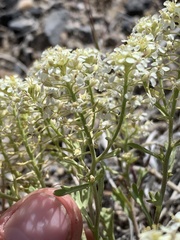 Lepidium montanum owyheense