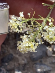 Lepidium montanum owyheense