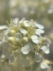Lepidium montanum owyheense