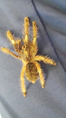 Ephebopus murinus