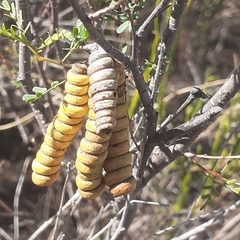 Prosopis strombulifera