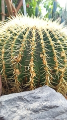 Kroenleinia grusonii