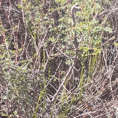 Prosopis strombulifera