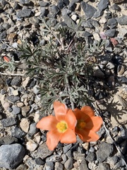 Sphaeralcea grossulariifolia