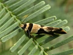 Macrobathra desmotoma