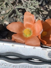 Sphaeralcea grossulariifolia