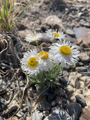Erigeron concinnus