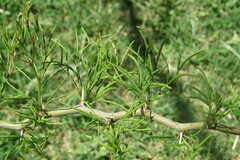Prosopis caldenia