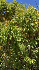 Aristotelia chilensis