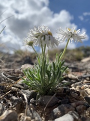 Erigeron concinnus