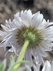 Erigeron concinnus