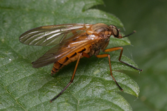 Rhagio tringarius