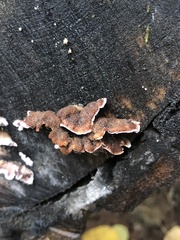 Chondrostereum purpureum