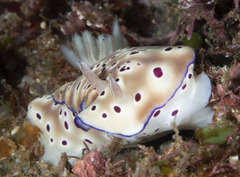 Hypselodoris tryoni