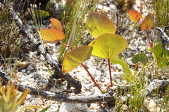 Protea cordata