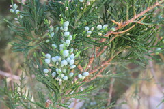 Juniperus ashei