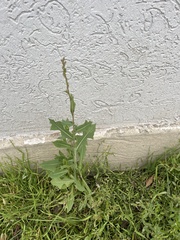 Lactuca serriola