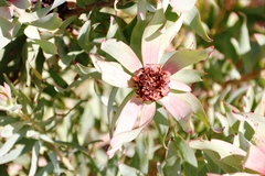 Leucadendron tinctum